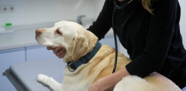 Tierarztpraxis Dr Kaiser