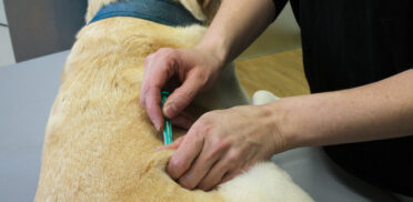 Tierarztpraxis Dr Kaiser Vorsorge und Impfungen