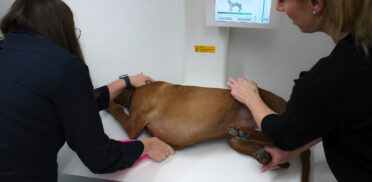 Tierarztpraxis Dr Kaiser Röntgen