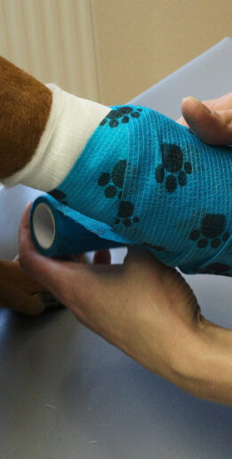 Tierarztpraxis Dr Kaiser